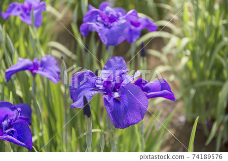 Shobutahama, Japanese-style flower iris, refreshing iris, Imperial Palace Shobutahama, Japanese-style flower iris, refreshing iris, Imperial Palace 74189576