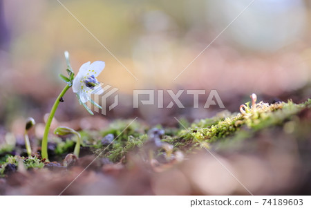 Setsubunso Setsubunso 74189603