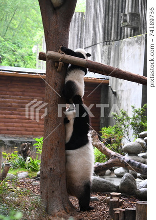 父母熊貓支持兒童熊貓爬樹 74189736