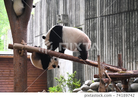 An upside-down child panda and a mother panda watching over An upside-down child panda and a mother panda watching over 74189742