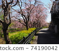 垂枝櫻花的風景 74190042