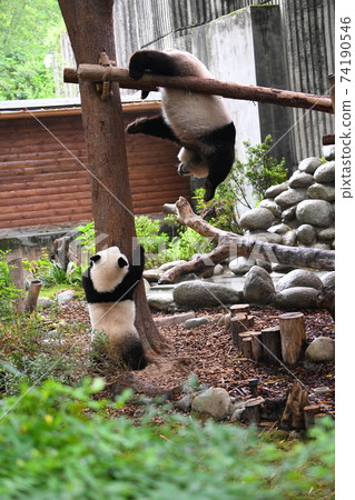 Parents who get caught on parallel bars and turn upside down and pandas who are worried Parents who get caught on parallel bars and turn upside down and pandas who are worried 74190546