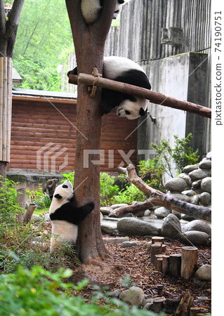 Parents who get caught on parallel bars and turn upside down and pandas who are worried Parents who get caught on parallel bars and turn upside down and pandas who are worried 74190751