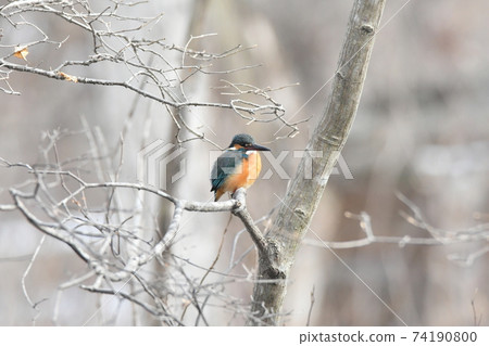 Kingfisher looking for small fish 74190800