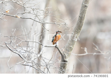 翠鳥尋找小魚 74190801