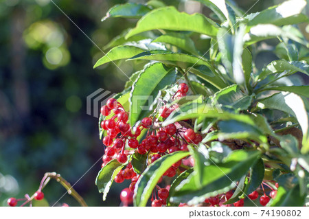 萬輛紅色水果車 74190802