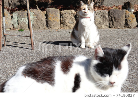 Cat (copy me too) 74190827