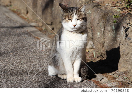 Cat (I'm in trouble) 74190828