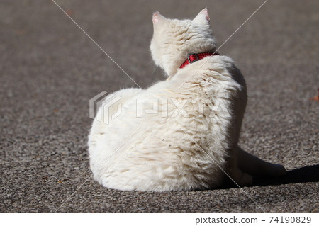 Cat (whitening in return) Cat (whitening in return) 74190829