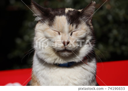 貓（神秘的表情） 74190833