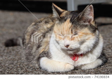 Cat (cheerful smile) 74190834