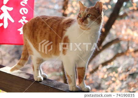 Cat (stops anxious) 74190835