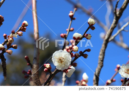 梅花，天空和芽 74190875