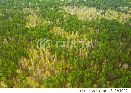 Spring Season. Aerial View Of Deciduous Trees Without Foliage Leaves And Green Pine Forest In Landscape In Early Spring. Top View From Attitude. European Woods At Springtime Spring Season. Aerial View Of Deciduous Trees Without Foliage Leaves And Green Pine Forest In Landscape In Early Spring. Top View From Attitude. European Woods At Springtime 74191022