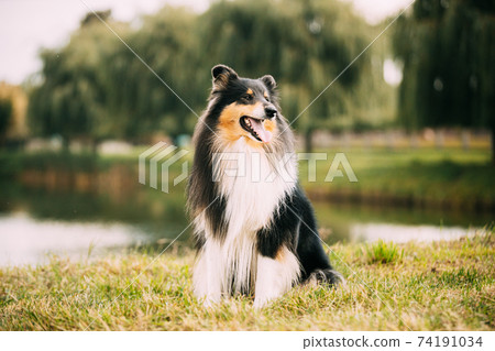Tricolor Rough Collie, Funny Scottish Collie, Long-haired Collie, English Collie, Lassie Dog Posing Outdoors On Lake Coast 74191034