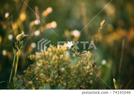 Silene Latifolia Subsp. Alba. Formerly Melandrium Album. White Campion Is A Dioecious Flowering Plant In The Family Caryophyllaceae, Native To Most Of Europe, Western Asia And Northern Africa 74191046