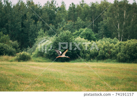 Adult European White Stork Flies Above Green Meadow. Ciconia Ciconia. Adult European White Stork Flies Above Green Meadow. Ciconia Ciconia. 74191157