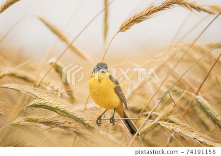 Western Yellow Wagtail. Motacilla Flava Is A Small Passerine In The Wagtail Family Motacillidae, Which Also Includes The Pipits And Longclaws. This Species Breeds In Much Of Temperate Europe And Asia Western Yellow Wagtail. Motacilla Flava Is A Small Passerine In The Wagtail Family Motacillidae, Which Also Includes The Pipits And Longclaws. This Species Breeds In Much Of Temperate Europe And Asia 74191158