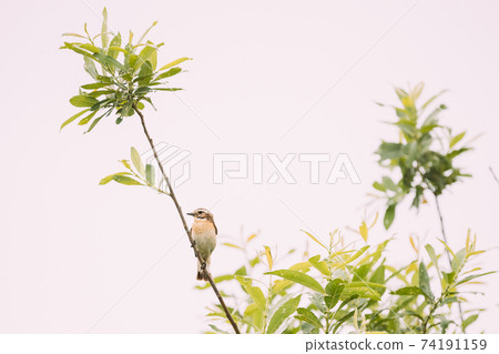 Whinchat - Saxicola Rubetra Is A Small Migratory Passerine Bird Breeding In Europe And Western Asia And Wintering In Central Africa. Thrush Family, Turdidae, Old World Flycatcher Family, Muscicapidae Whinchat - Saxicola Rubetra Is A Small Migratory Passerine Bird Breeding In Europe And Western Asia And Wintering In Central Africa. Thrush Family, Turdidae, Old World Flycatcher Family, Muscicapidae 74191159