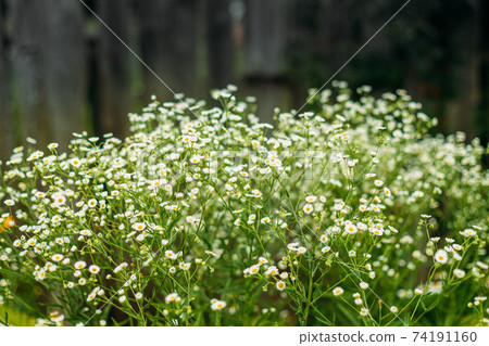 Erigeron Strigosus. Flowering Plant In The Daisy Family Known By The Common Names Prairie Fleabane, Common Eastern Fleabane, Daisy Fleabane Erigeron Strigosus. Flowering Plant In The Daisy Family Known By The Common Names Prairie Fleabane, Common Eastern Fleabane, Daisy Fleabane 74191160