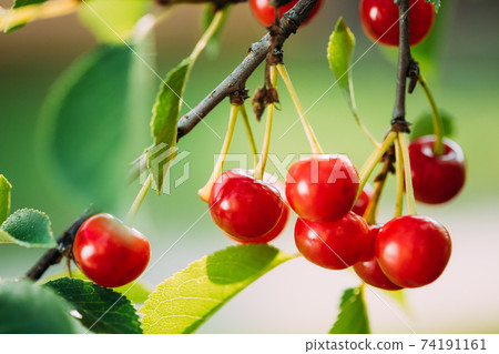 Red Ripe Cherry Berries Prunus subg. Cerasus on tree In Summer Vegetable Garden Red Ripe Cherry Berries Prunus subg. Cerasus on tree In Summer Vegetable Garden 74191161