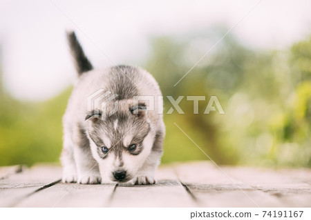Four-week-old Husky Puppy Of White-gray Color Sitting On Wooden Ground And Sniffs It Four-week-old Husky Puppy Of White-gray Color Sitting On Wooden Ground And Sniffs It 74191167