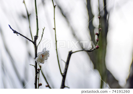 White plum which began to bloom White plum which began to bloom 74191260