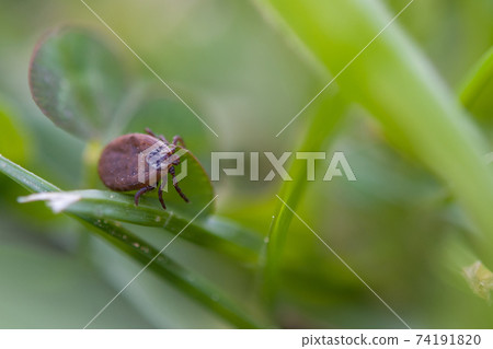 tick 74191820