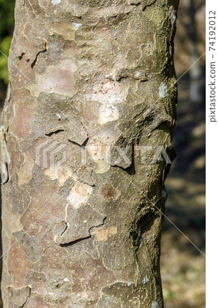 The bark peels off like scales The bark peels off like scales 74192012