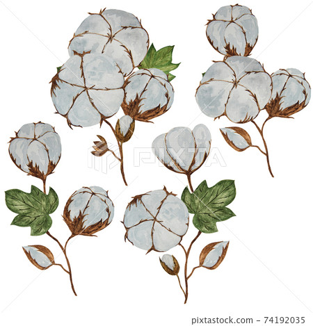 Four unique branches of cotton plant painted in watercolor Four unique branches of cotton plant painted in watercolor 74192035