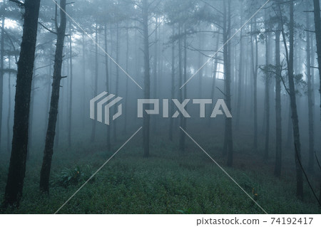 Misty forest,Fog and pine forest in the winter tropical forest Misty forest,Fog and pine forest in the winter tropical forest 74192417