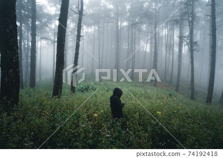 Misty forest,Fog and pine forest in the winter tropical forest,Fog and pine Misty forest,Fog and pine forest in the winter tropical forest,Fog and pine 74192418