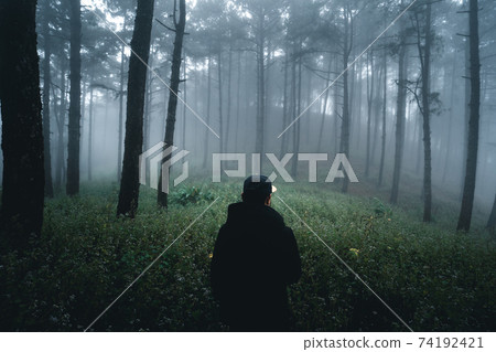 Misty forest,Fog and pine forest in the winter tropical forest,Fog and pine Misty forest,Fog and pine forest in the winter tropical forest,Fog and pine 74192421