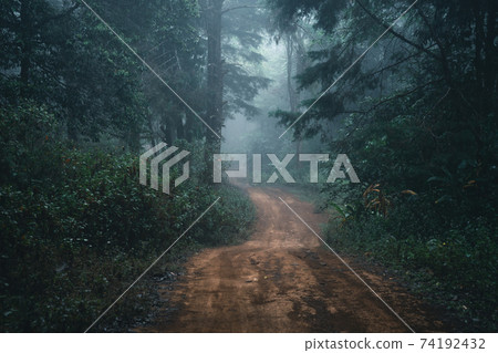 Misty forest,Fog and pine forest in the winter tropical forest Misty forest,Fog and pine forest in the winter tropical forest 74192432