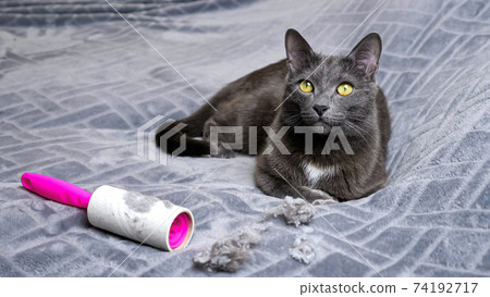 Cat lies near hair crumples and dirty lint removal roller Cat lies near hair crumples and dirty lint removal roller 74192717