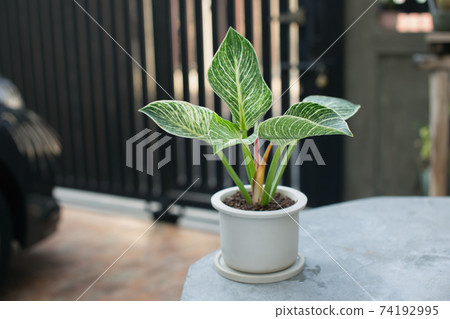 Philodendron Birkin 74192995