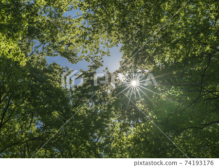 Sun through a summer canopy. Sun through a summer canopy. 74193176