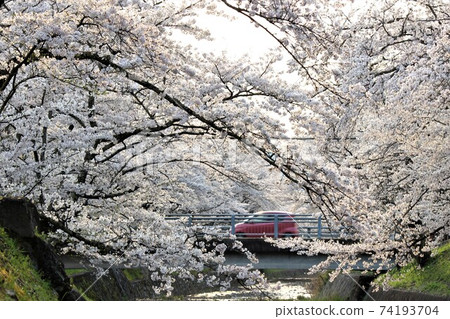 Cherry blossoms in full swing spring day Cherry blossoms in full swing spring day 74193704