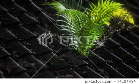 moss and fern on old roof 74194454