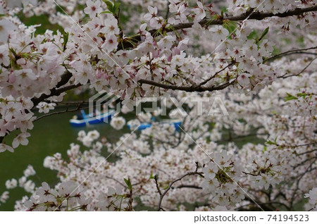 Cherry blossoms and boats 74194523