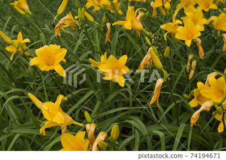 The yellow daily (Hemerocallis) is in bloom. The name of this daily is Bengalia. The yellow daily (Hemerocallis) is in bloom. The name of this daily is Bengalia. 74194671
