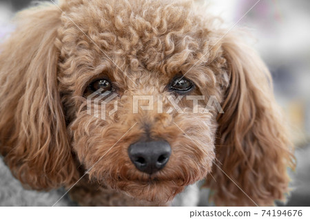 toy poodle eyes