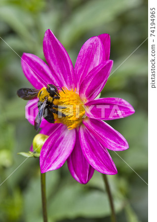Red dahlia flowers are in bloom. The carpenter bee is sucking the nectar of the flower. 74194965