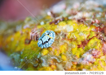 Shimofurikamesan Nudibranch Part 1 74195129