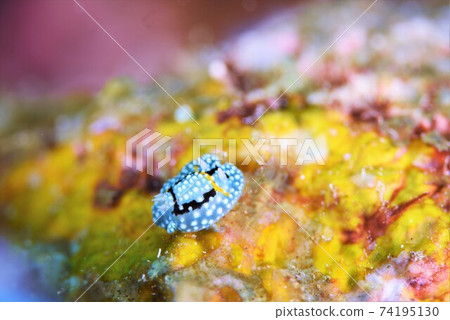 Shimofurikamesan Nudibranch Part 2 74195130