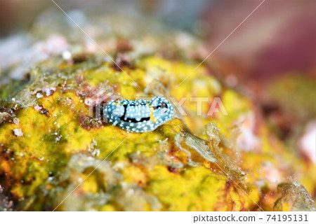 Shimofuri Kamesan Nudibranch Part ③ Shimofuri Kamesan Nudibranch Part ③ 74195131