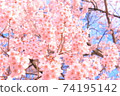 櫻花盛開 74195142