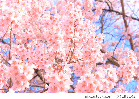 櫻花盛開 74195142