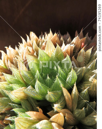 Haorthia Haorthia 74195269