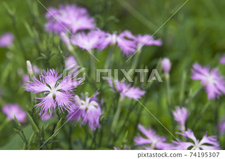 The flowers of Kawaranadeshiko are sown. The flowers of Kawaranadeshiko are sown. 74195307